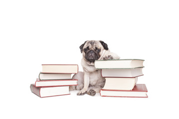 coole hond, mopshond, hangt onderuitgezakt tussen stapels boeken, geisoleerd op witte achtergrond