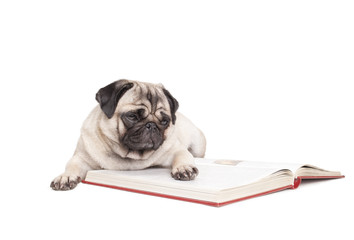 schattige hond, mopshond, ligt op de grond en leest boek, geisoleerd op witte achtergrond