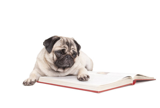 schattige hond, mopshond, ligt op de grond en leest boek, geisoleerd op witte achtergrond