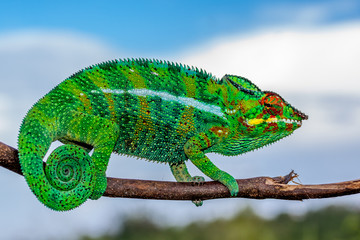 Caméléon Panthère
Caméléon Panthère à l'île de la Réunion
