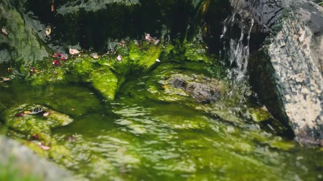 Close-up footage of small stream with stones covered by moss.
