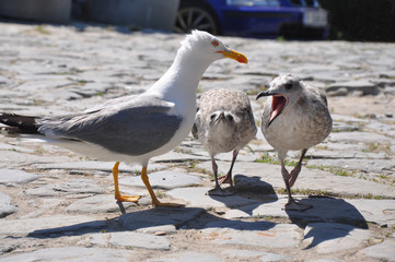 seagull on the ground, street