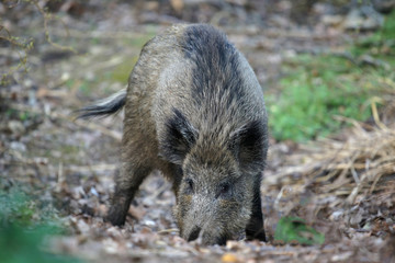 Wildschwein