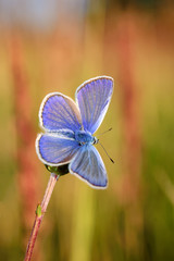 Polyommatus Icarus, Common Blue, is a butterfly in the family Lycaenidae. Beautiful butterfly sitting on flower. Occurence of species in Europe, America and Asia.