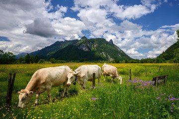 Fototapeta premium Idyllic Beautiful landscape in the Alps with cows grazing in fresh green meadows with blooming flowers, typical countryside and farm between mountains, Ettal and Oberammergau, Bavaria, Germany