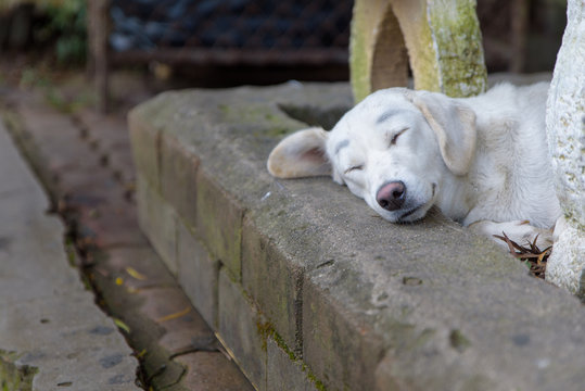 Lonely homeless white dog sleeping on path