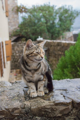 Naklejka na ściany i meble Cat in Budva, Montenegro.