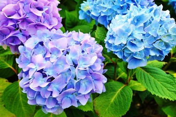 Têtes bleues de fleurs d& 39 hortensia