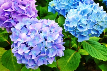 Crédence de cuisine en verre imprimé Hortensia Têtes bleues de fleurs d& 39 hortensia