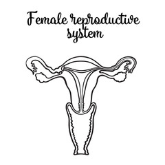 female reproductive system, vector circuit sketch hand-drawn illustration isolated on white background, vnutrinney uterine structure and vagina to the ovaries, the anatomy of a womans vagina