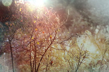 Autumn