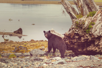 Fototapeta premium Black bear
