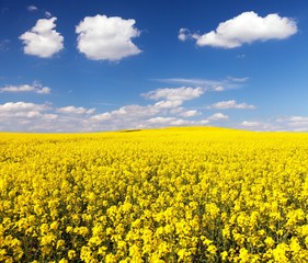 golden field of flowering rapeseed with beautiful clouds