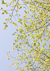 Nature in spring. Tree with fresh leaves and blue sky. Vibrant colorful nature detail. Concept of springtime, growth and vitality.