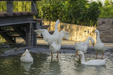 group of white swan in water