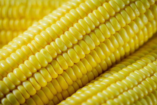 Close-up grains of ripe corn. Selective focus