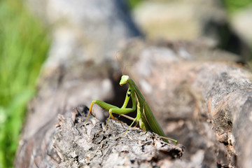 Green mantis sitting in a hole in the wood. Mantis religiosa.