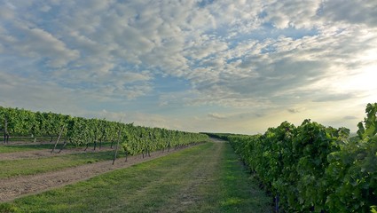Obraz premium Weg durch spätsommerlichen Weinberg