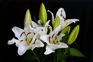 Lily white on a black background