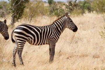 Zebra in Kenya's Tsavo Reserve