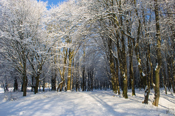 Lights in snowy winter forest