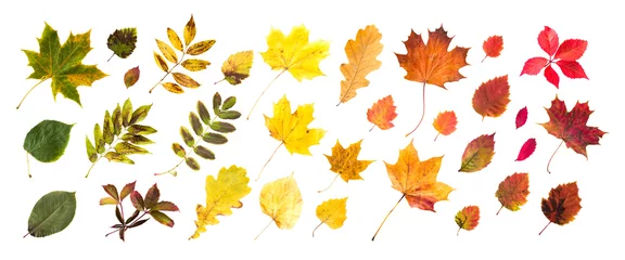 Poster collection of beautiful colored autumn leaves © Syda Productions