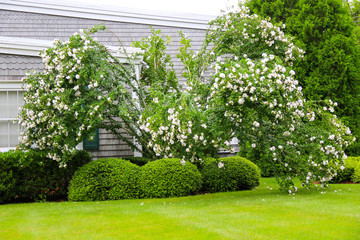 Shrub with white flowers on the green lawn near the house