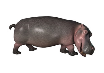 3D Rendering Hippopotamus on White