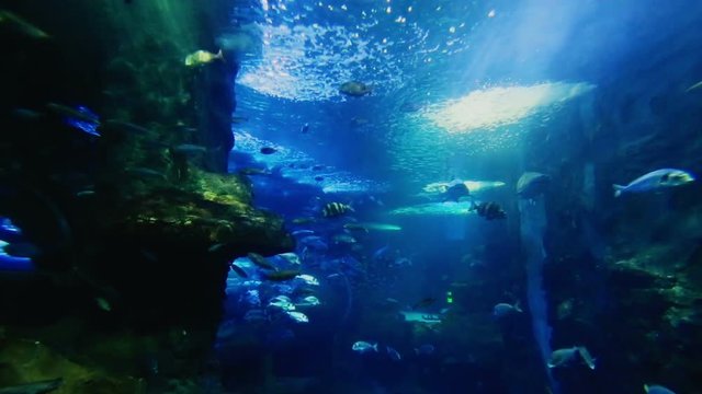 Huge aquarium