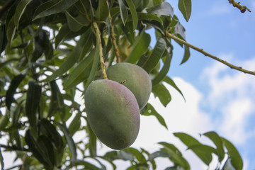 Mangos hanging in tree