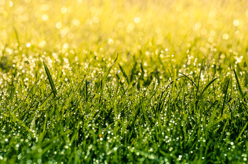 Herbstlicher Wiesen Hintergrund Rasen im Morgenlicht mit Tropfen  - 120004148