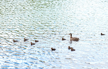 duck with ducklings swimming in lake or river