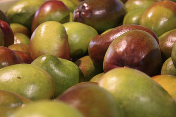 Mangoes Picked in Crate