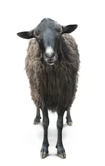 Photo sur Plexiglas Moutons Vue avant du mouton noir isolé sur le dos blanc