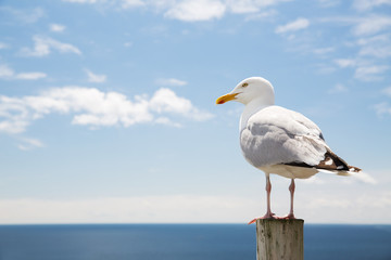Fototapeta na wymiar seagull over sea and blue sky