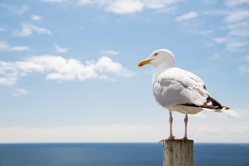 Fotobehang seagull over sea and blue sky © Syda Productions