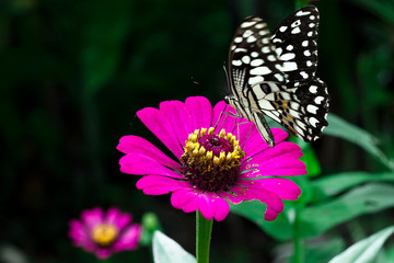 Fototapeta na wymiar Butterfly on zinnia flower.