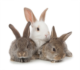 Fototapeta premium three small rabbit on a white background isolated