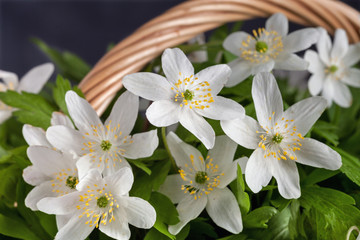 Beautiful white anemones in a basket on the table