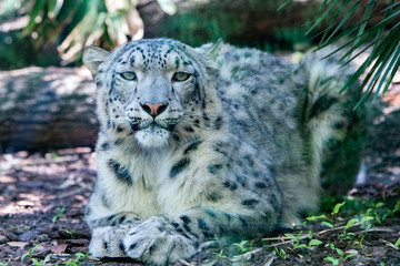Fototapeta na wymiar snow leopard close up portrait look at you