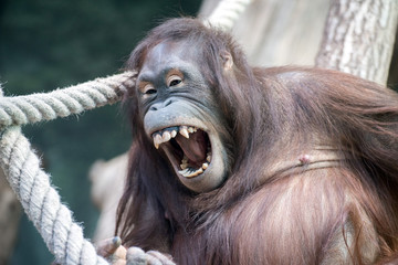 orangutan monkey close up portrait detail look at you © Andrea Izzotti