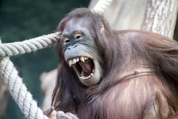 Foto op Plexiglas orangutan monkey close up portrait detail look at you © Andrea Izzotti