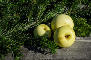 ripe yellow apples on a table with fir branches