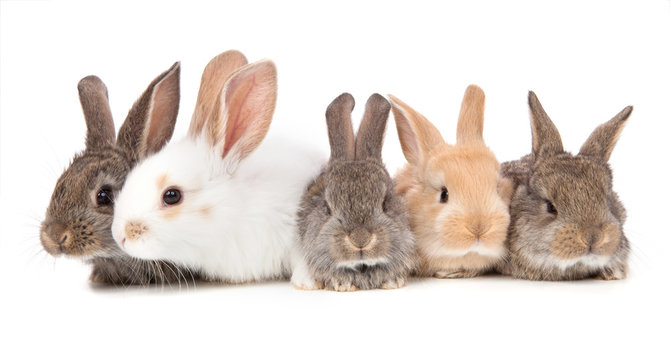 five little cute rabbit on a white background