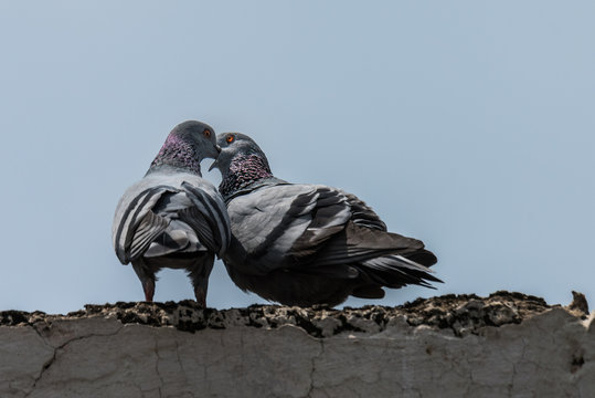 Pair of Rock pigeons