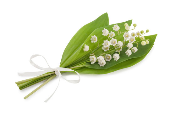 Lily Of The Valley Isolated On White Background