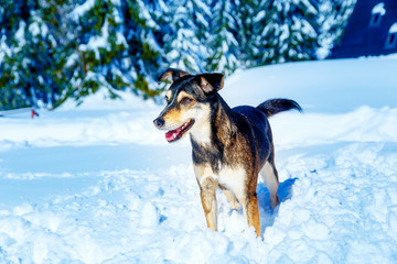 Dog in mountain winter landscape. Profile portrait.