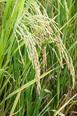 Green of rice in paddy rice field