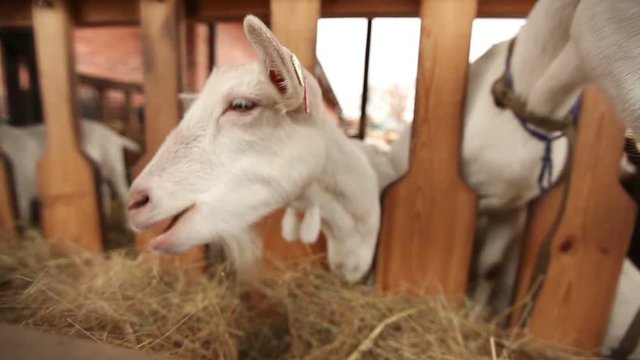 Closeup of cute white goat's muzzle on dairy goat farm. Goat breeding on dairy goat farm with wooden fence. A Close-up Shot of Goat's Face