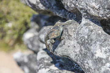 Lizard on Table Mountain rock